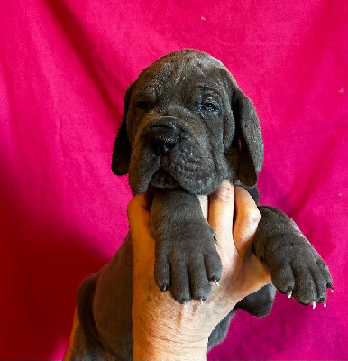 CHIOT 6