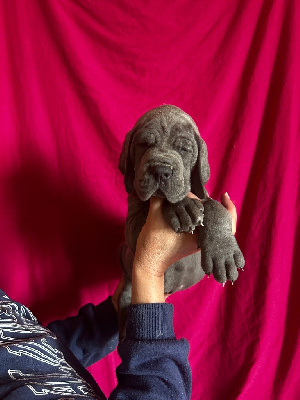 CHIOT 8