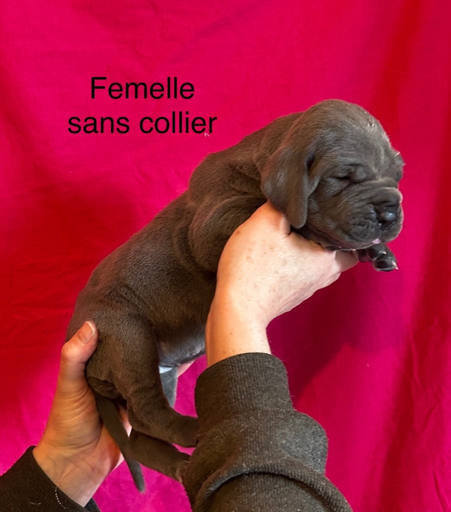 De La Vallee Argentee - Chiots disponibles - Dogue allemand