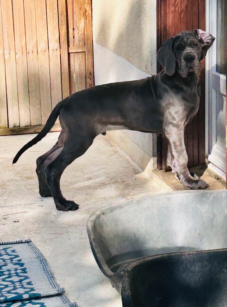 De La Vallee Argentee - Chiots disponibles - Dogue allemand